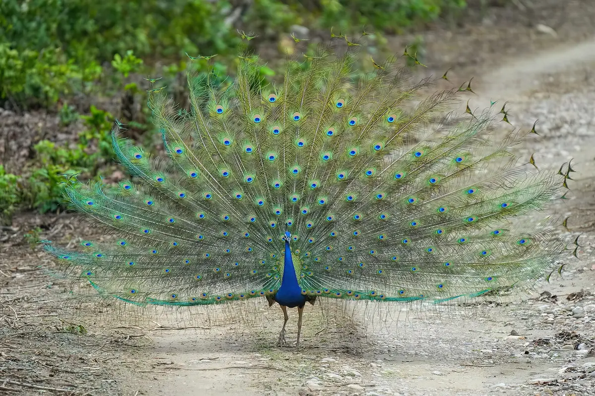 Peafowl in Jim Corbett National Park (illustrative stock photo, not our own)